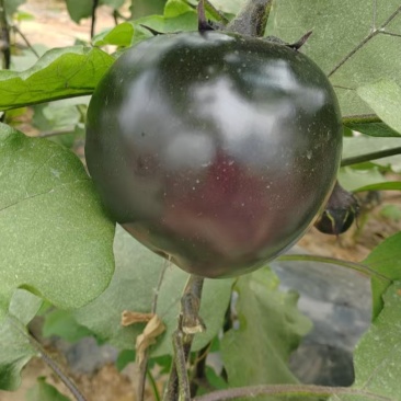 茄子圆茄子，单个6两起步，市场通货