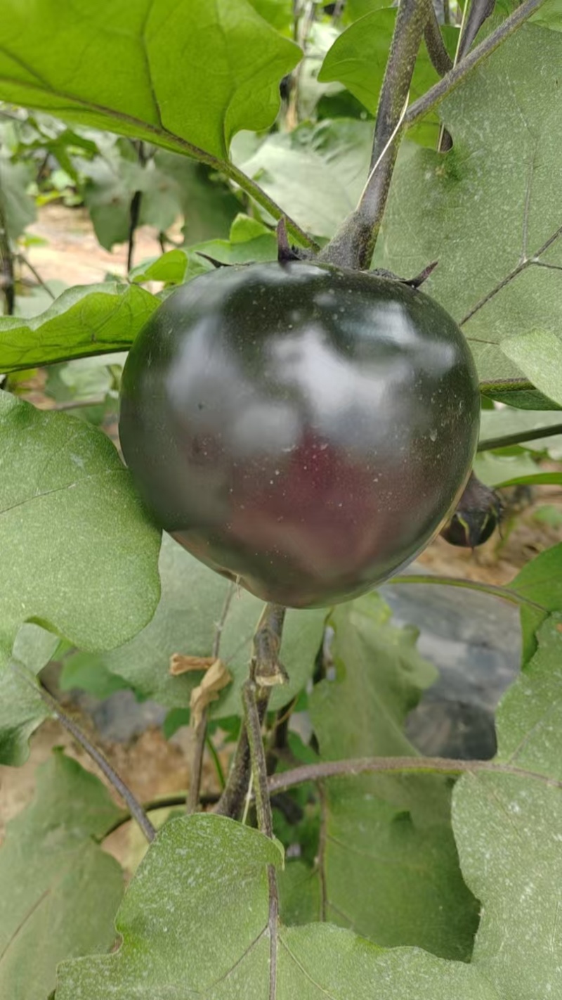 茄子圆茄子，单个6两起步，市场通货