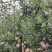 晚熟油奈大果4-6个/斤，中果5-7个/斤，小果7-10