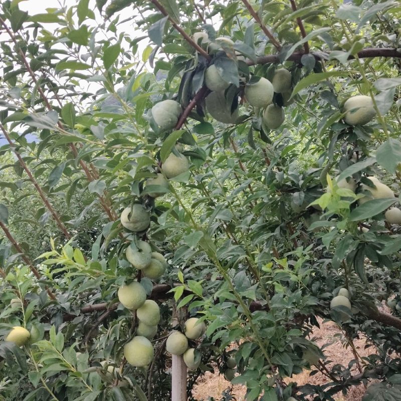 晚熟油奈大果4-6个/斤，中果5-7个/斤，小果7-10