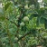 晚熟油奈大果4-6个/斤，中果5-7个/斤，小果7-10