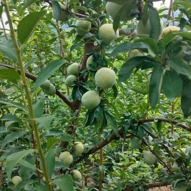 晚熟油奈大果4-6个/斤，中果5-7个/斤，小果7-10