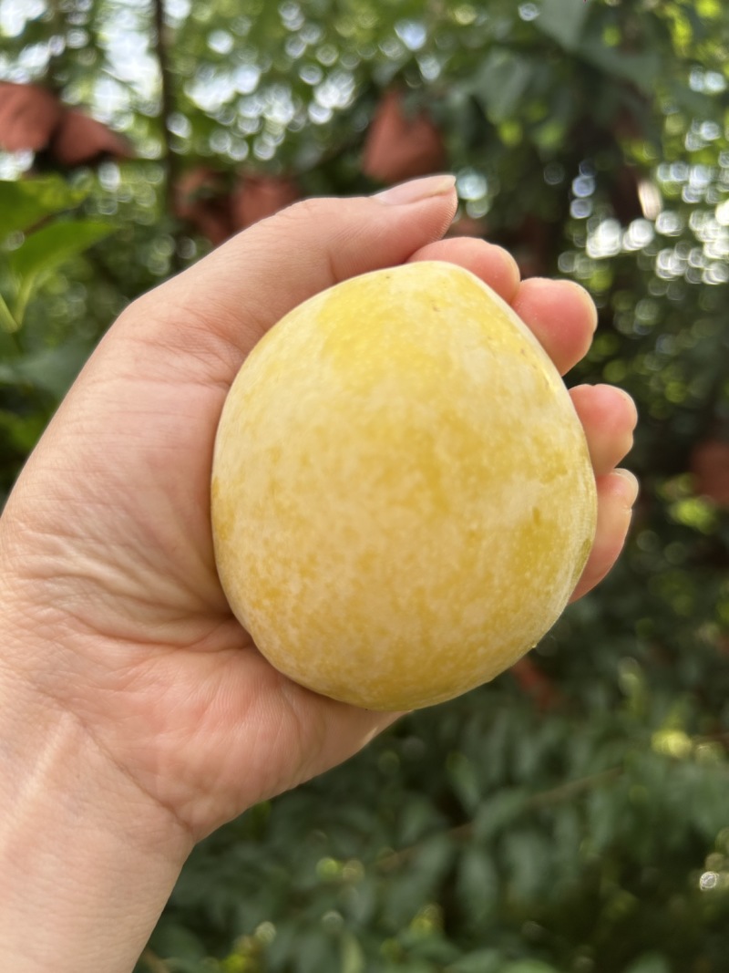 黄金李大果2两以上，小果1.5-1.9两
