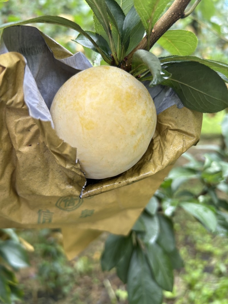 黄金李大果2两以上，小果1.5-1.9两