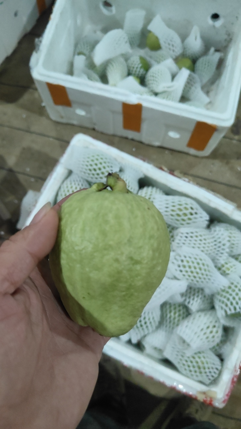 番石榴精品，包运费