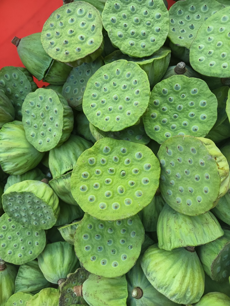 莲蓬