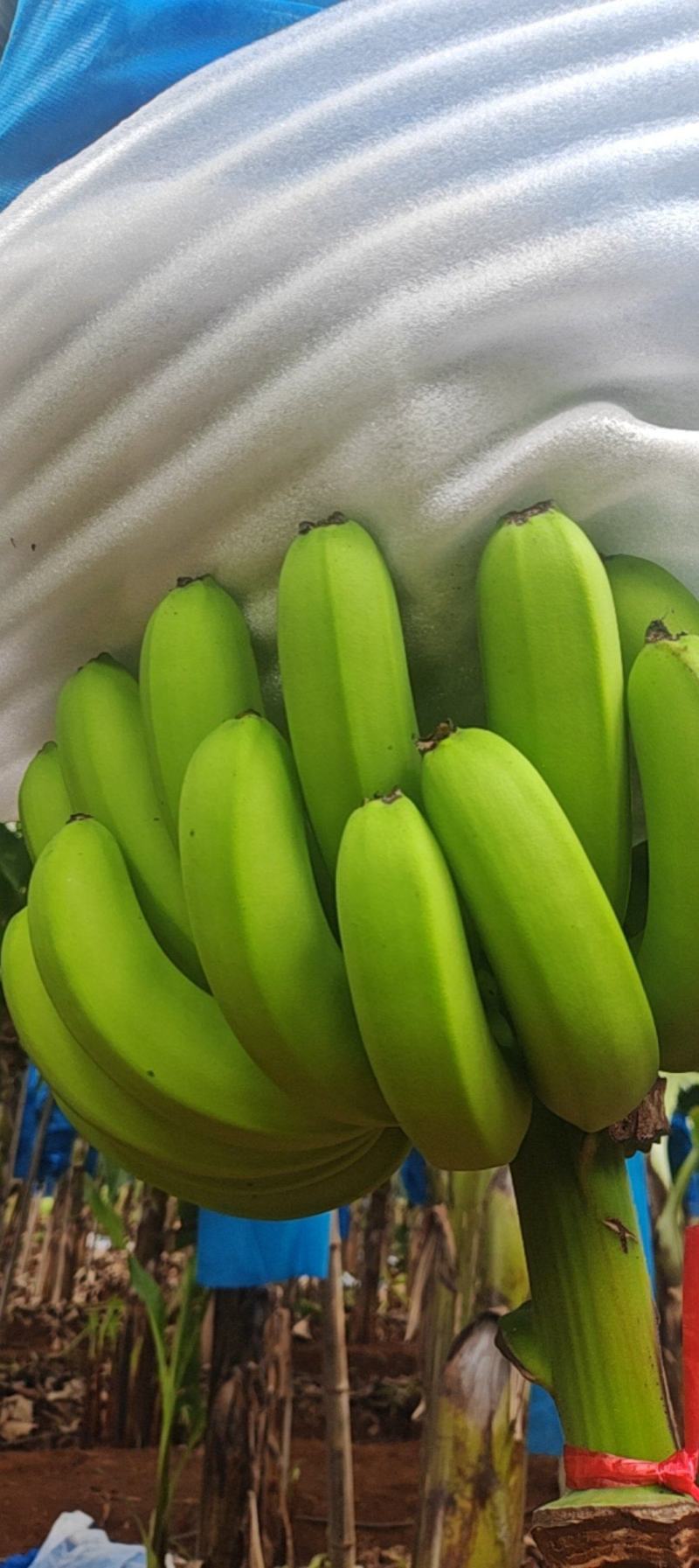 香蕉抹花