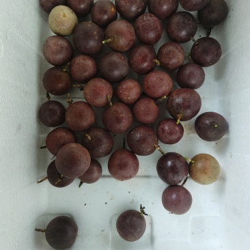 百香果紫香一号