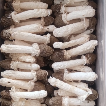 竹荪黑头竹荪，9-20厘米