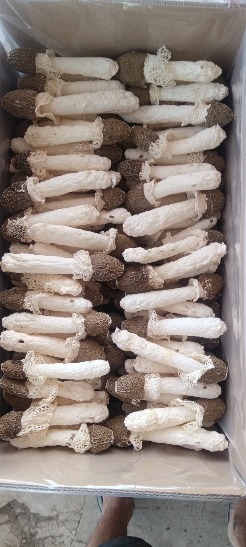 竹荪黑头竹荪，9-20厘米