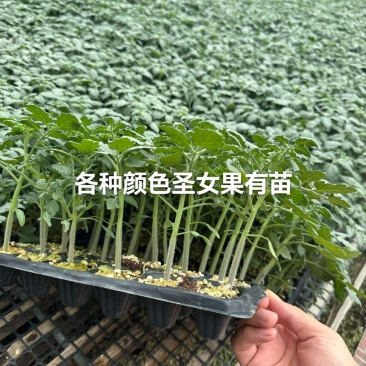 圣女果苗