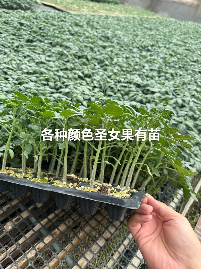 圣女果苗