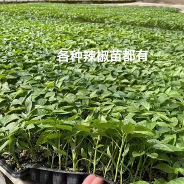 辣椒苗