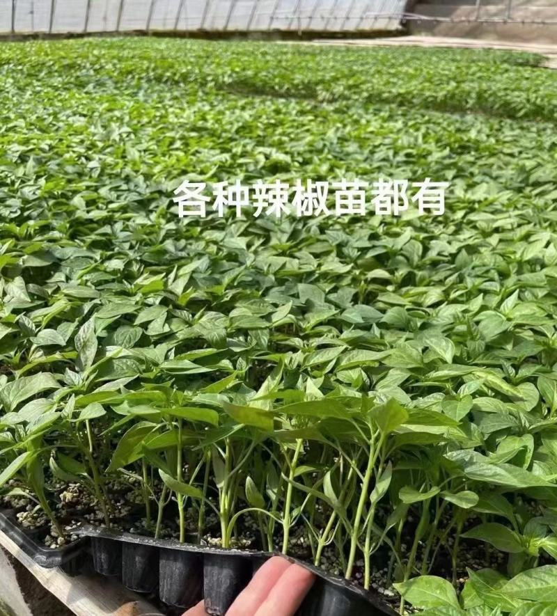 辣椒苗