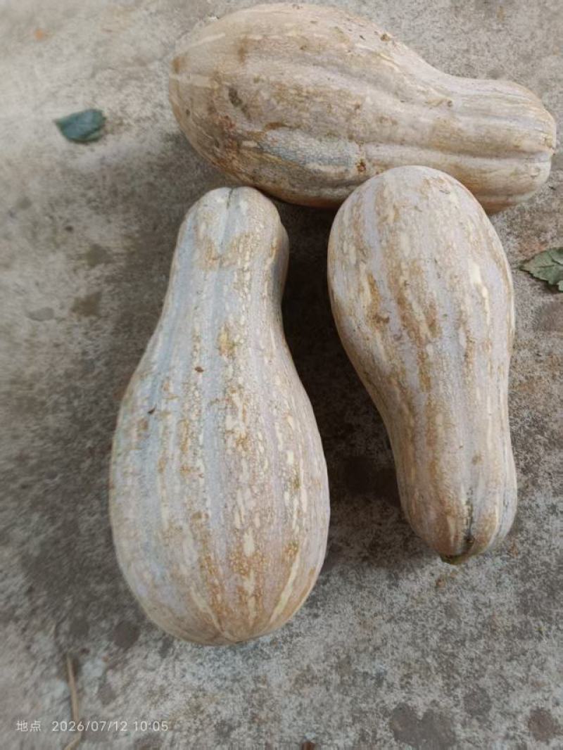 南瓜
