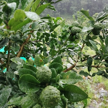 柠檬