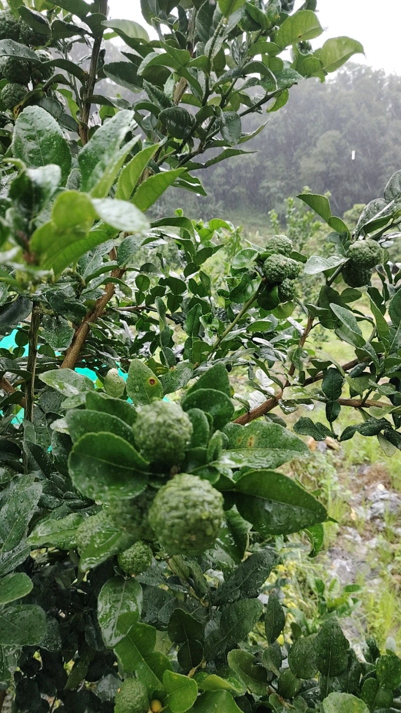柠檬