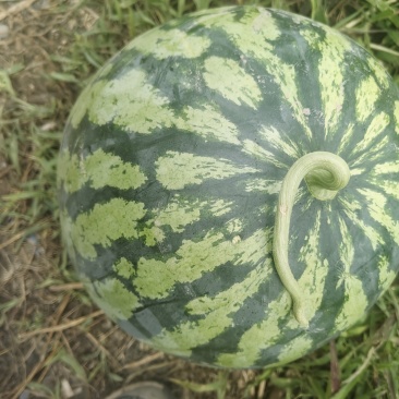 西瓜美都品种，单果六七斤以上，地里现摘，上车价