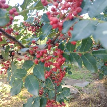 花椒