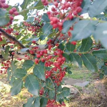 花椒