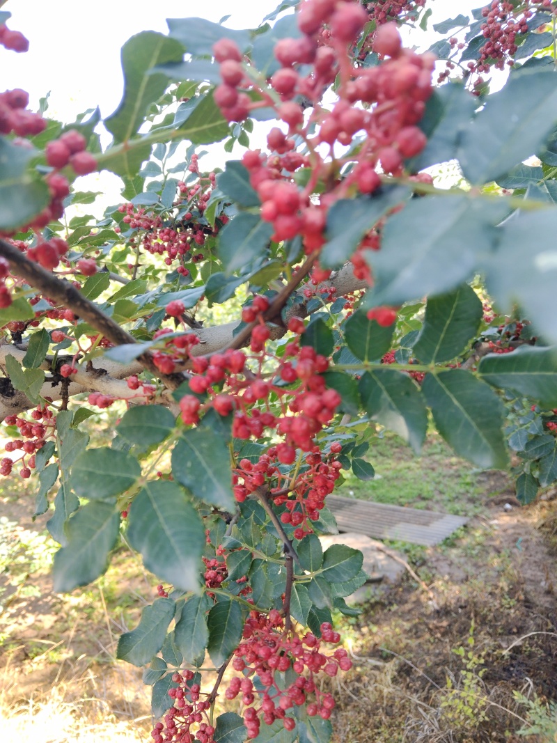 花椒