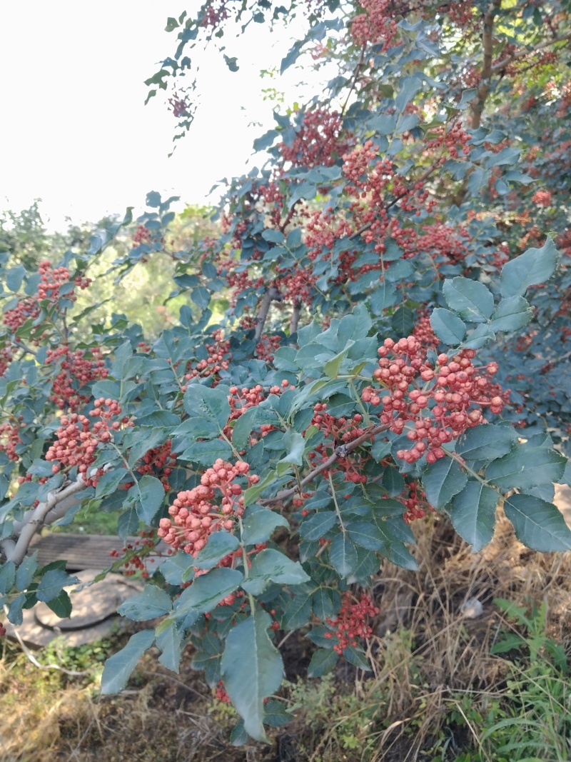 花椒