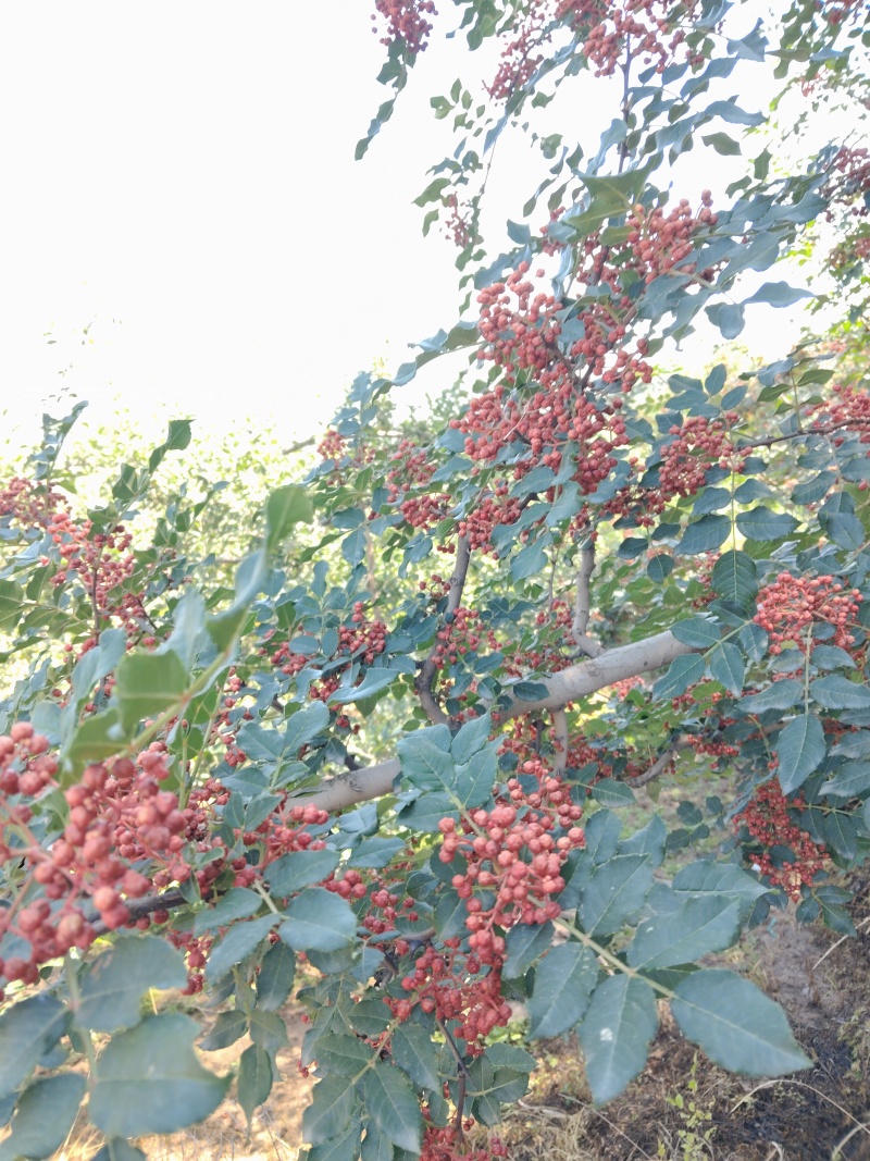 花椒