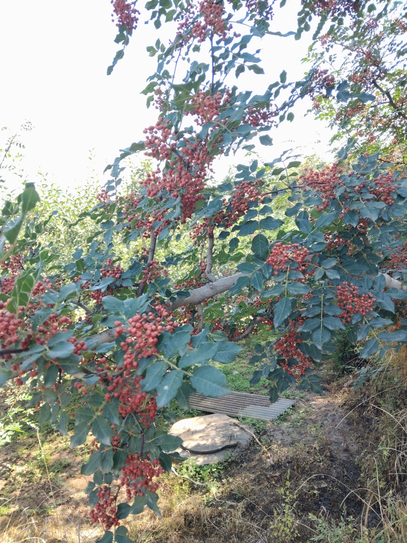 花椒