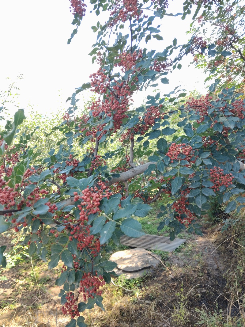 花椒