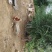 活鹅