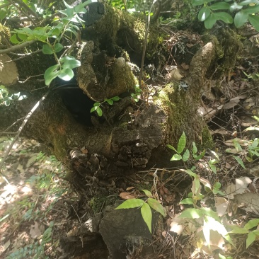 清香木下山桩/盆景素材20-30公分