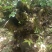 清香木下山桩/盆景素材20-30公分
