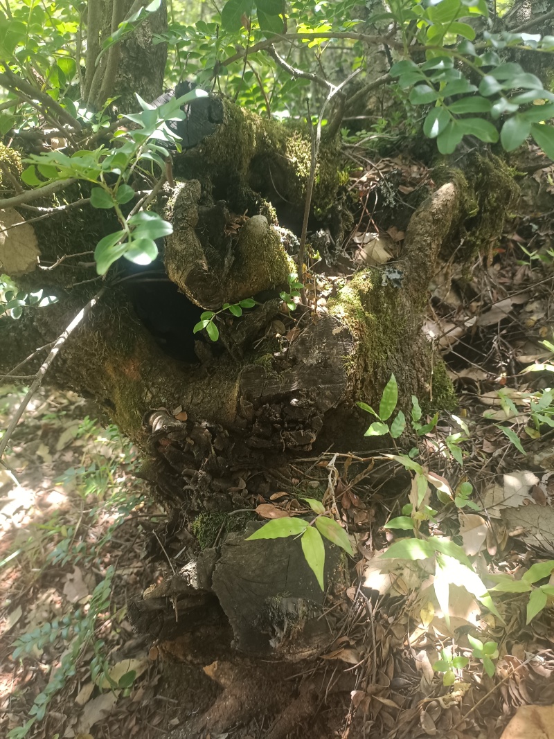 清香木下山桩/盆景素材20-30公分
