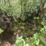 清香木下山桩/盆景素材20-30公分