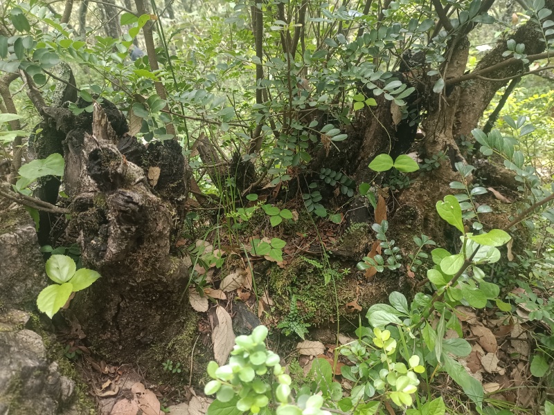 清香木下山桩/盆景素材20-30公分