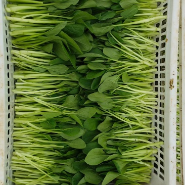 鸡毛菜新鲜鸡毛菜，大棚种植