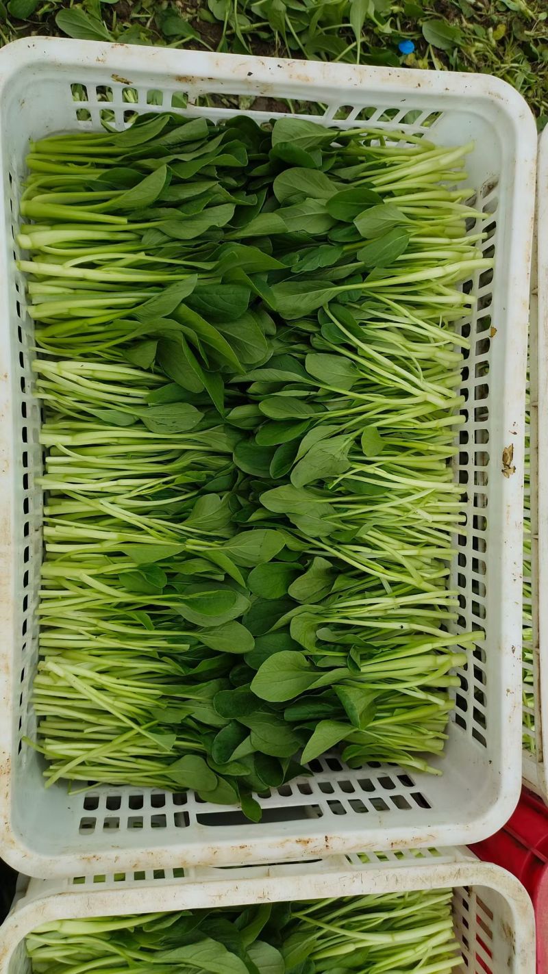 鸡毛菜新鲜鸡毛菜，大棚种植