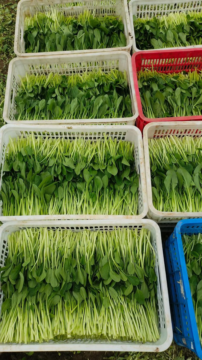 鸡毛菜新鲜鸡毛菜，大棚种植