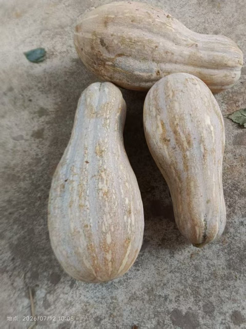 南瓜