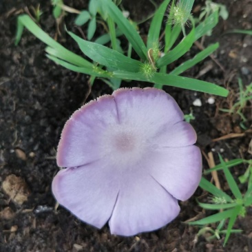蘑菇一箱30斤左右