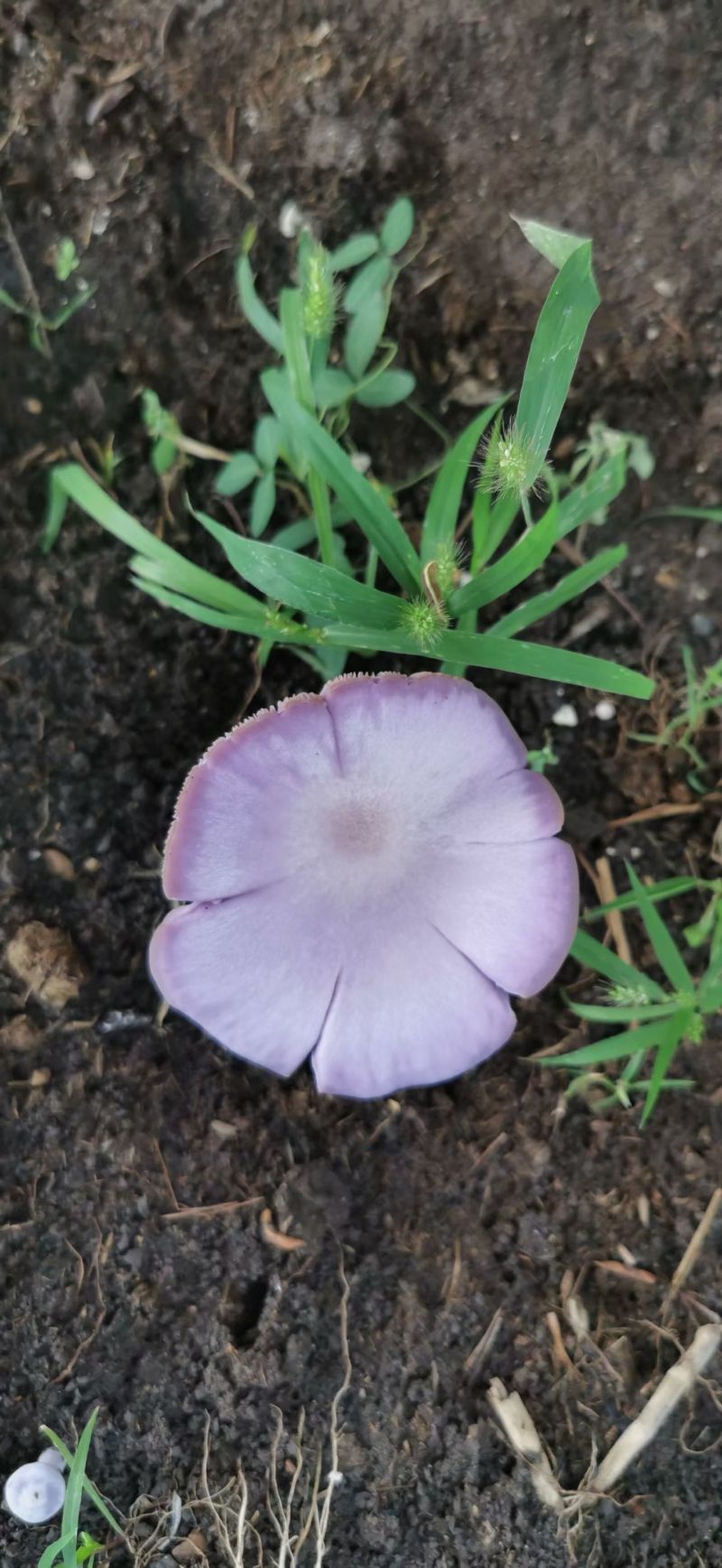 蘑菇一箱30斤左右