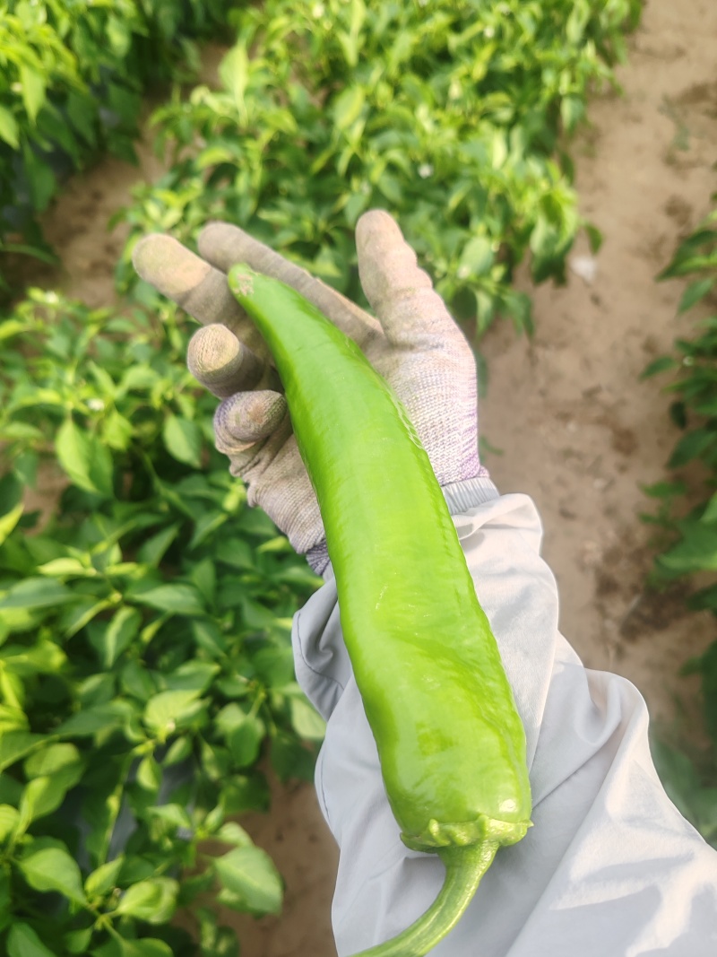牛角椒15到20公分，直径4公分左右