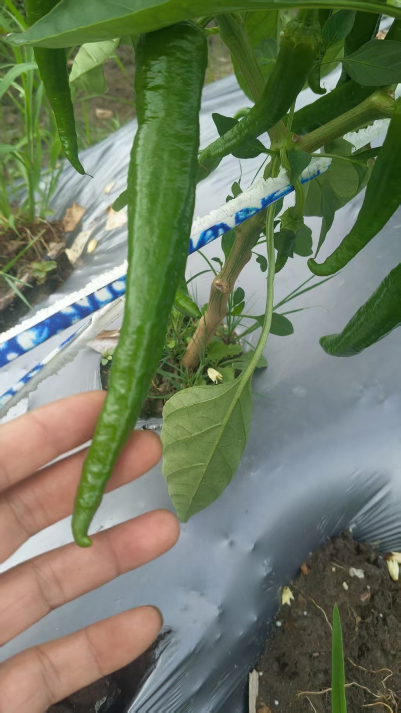 鲜辣椒露天线椒