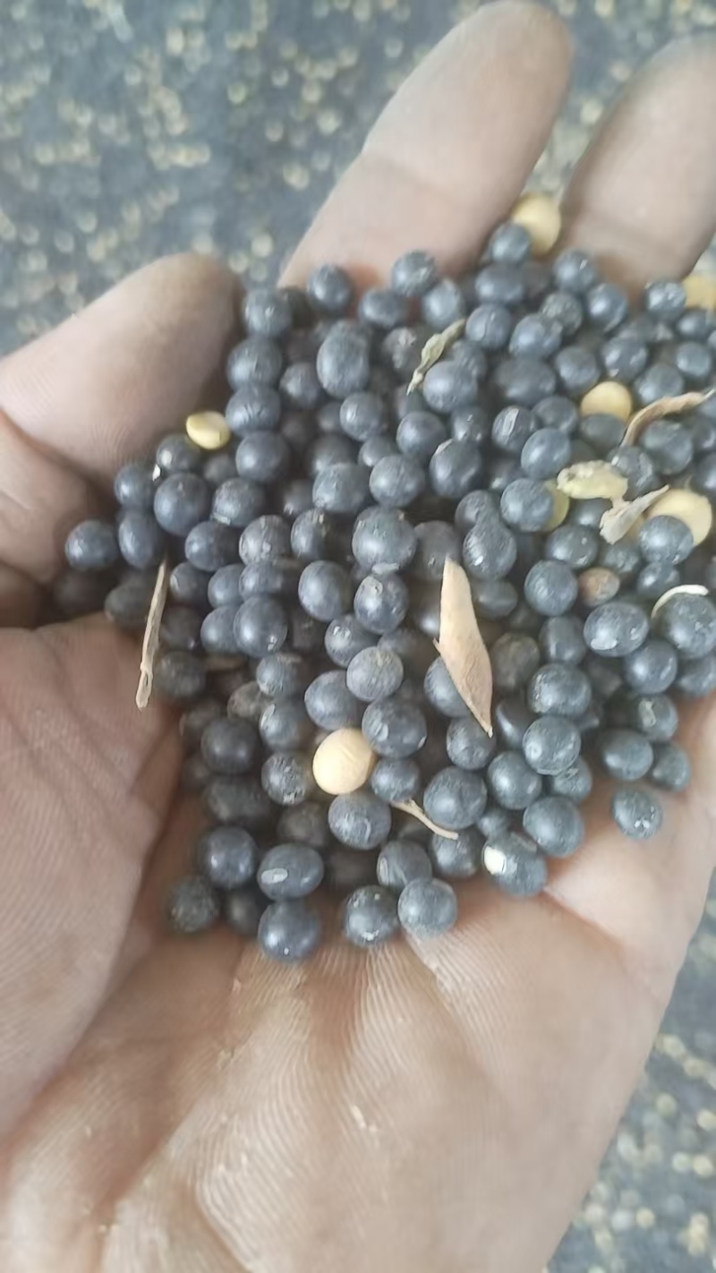黑豆散装