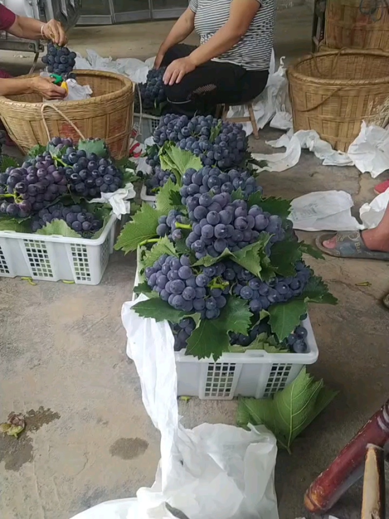 葡萄
