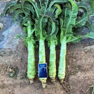 莴苣粗一把一指，长55-60公分，毛菜带叶，红叶青皮青肉