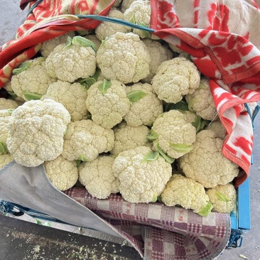 松花菜精品货