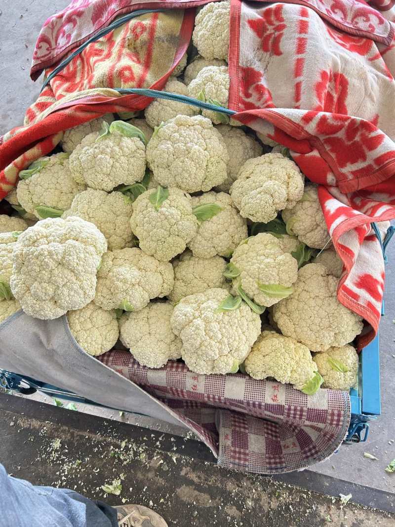 松花菜精品货