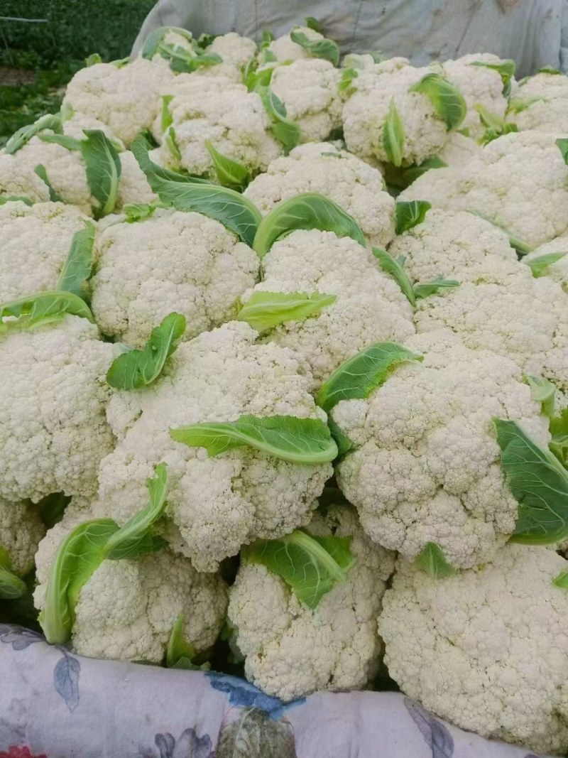 松花菜精品货
