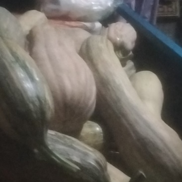 南瓜平均七八斤一个